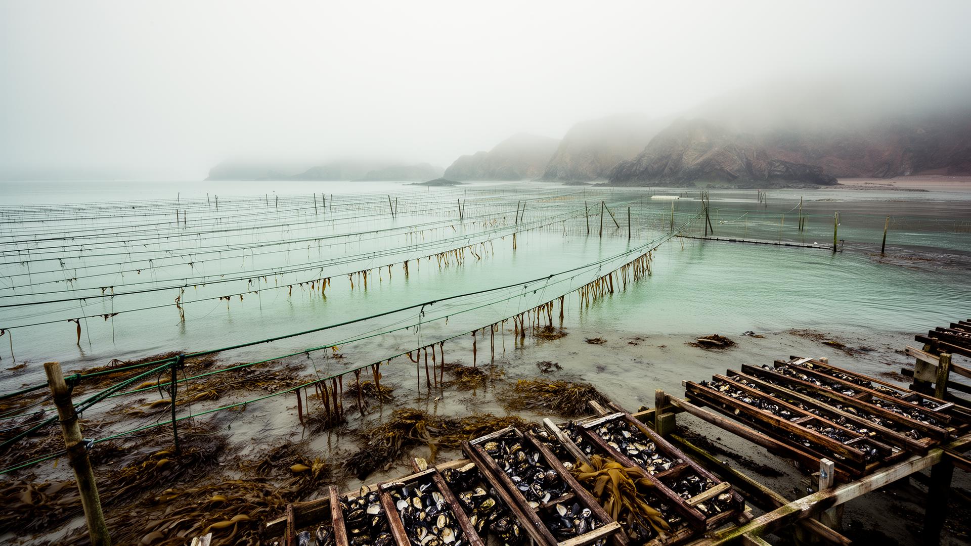 California coastal aquaculture farm at low tide with kelp lines and oyster racks